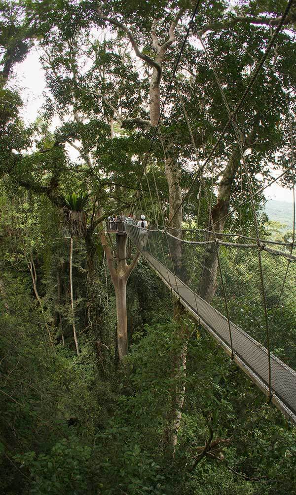 Poring Canopy Walkway