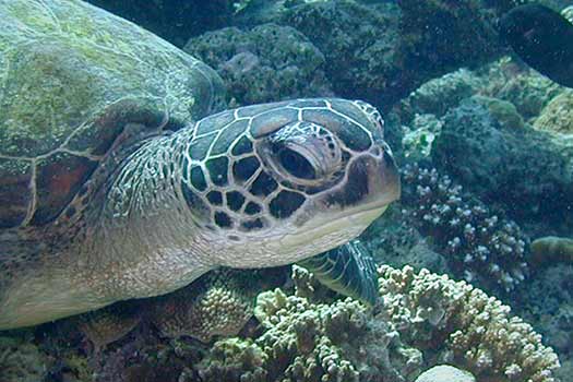 Immigrant sentenced to a year's jail and RM25,000 fine for killing turtles