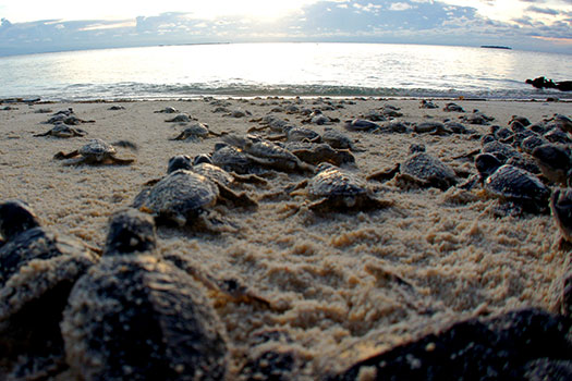 New batch of Hawksbill turtle hatchlings expected in a few months' time in Sabah's Manukan island