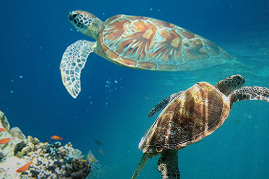 Nearly 22 mln baby turtles released back to sea by Turtle Islands Park of Sabah